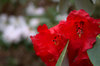 Red and white