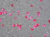 Petals on the road