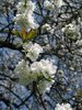 cherry tree bloom