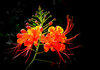 Bird of Paradise 2