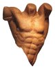 Torso