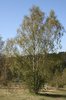 Silver birch