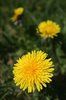 Dandelions