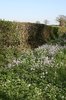 Lady's smock flowers