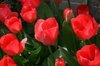 Red tulips