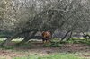 Shy cow