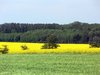 Canola Fields 5