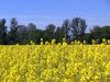 Canola Fields 3