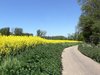 Canola Fields 7