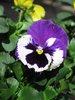 blue white pansy