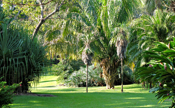 palm tree park: park with a variety of palm species