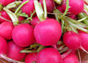 round red radishes