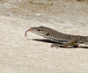 road runner