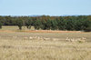 rural