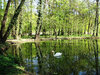 green pond
