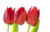 Three red tulips