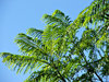 foliage background