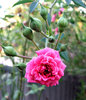 pink climbing rose