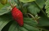 wild strawberry