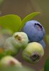 Blueberry