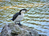 like a shag on a rock