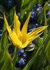 tulip