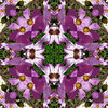 purple bloom garden square1b