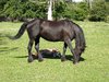 Mare and foal