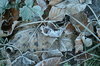 frozen