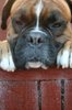nosey!