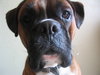 boxer