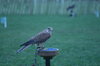 birds 3