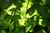 canopy