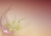 Fantasy Flare Abstract