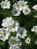 White flowers