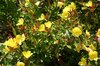 Yellow flowers