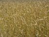 ripe organic wheat