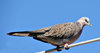 wild dove