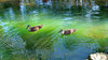 wild duck
