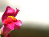 Snapdragon