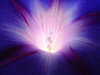 Ipomea_Super Macro