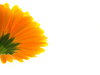 Marigold Profile