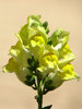 Yellow Snapdragons