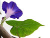 Ipomea_5