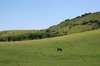 South Downs Meadows