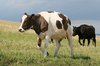 Wandering cows