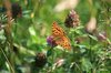 Fritillary butterfly