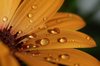 Summerrain