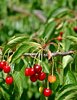 Cherries