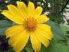 Yellow flower